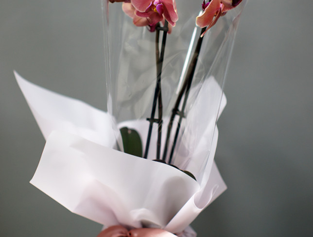 Розовая орхидея из 2 веток Фото